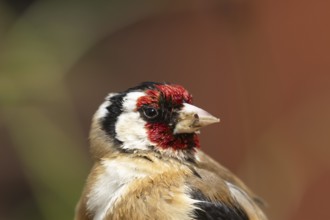 European goldfinch (Carduelis carduelis) adult bird head portrait in the summer, Suffolk, England,