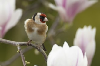 European goldfinch (Carduelis carduelis) adult bird in a flowering garden Magnolia tree in the