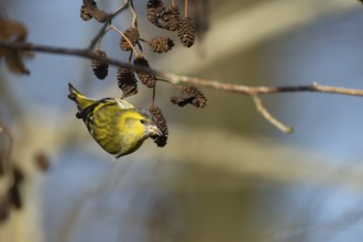 Siskin (Spinus spinus) adult bird feeding on a Alder tree cone in the winter, Suffolk, England,