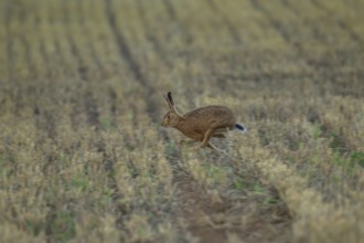 Brown hare (Lepus europaeus) adult animal running in a farmland stubble field in the summer,