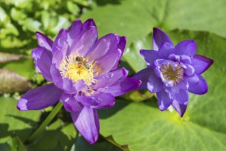 Blue-purple coloured tropical water lily, Gigantea Dark Purple, honey bee (Apis mellifera)