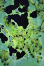 Caterpillars of the cabbage white butterfly, July, Germany, Europe