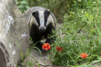 Badger sniffing at blooming poppies on the forest floor, european badger (Meles meles), Germany,