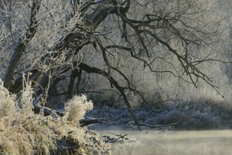 River landscape in winter with hoarfrost, wafts of mist over the river, North Rhine-Westphalia,