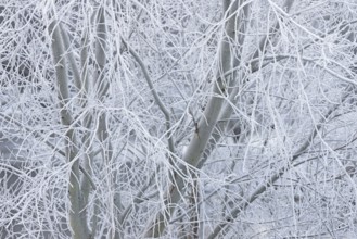 Winter landscape, trees covered with hoarfrost, North Rhine-Westphalia, Germany, Europe