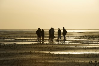 Hiker in the mudflats, sunset, Wyk, Föhr, North Frisia, Schleswig-Holstein, Germany, Europe