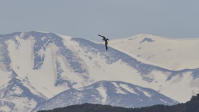 A bird in flight in front of snow-covered mountains and a slightly cloudy sky, sharp against the