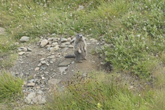 Marmot (Marmota), Grossglockner High Alpine Road, Salzburger Land, Austria, Europe