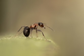 Wood ant (Formica) looking to the right, sitting on a green leaf, profile view, blurred light brown