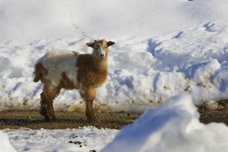 A young goat stands in the snow-covered terrain, near Therissos, Lefka Ori, White Mountains,