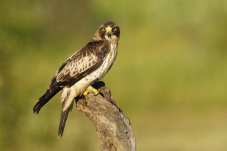 A falcon sits on a branch in nature, surrounded by green, with brown and white feathers