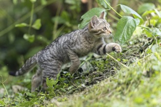 A kitten is sneaking through the grass as if it is on the hunt, wildcat (Felis silvestris), kitten,