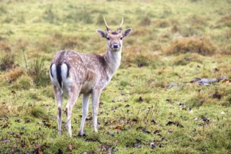 Fallow deer on a grass meadow looking back in to the camera at autumn