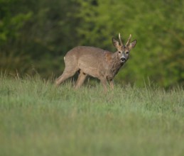 Roe deer (Capreolus capreolus), roebuck with beginning hair change standing in a meadow and looking