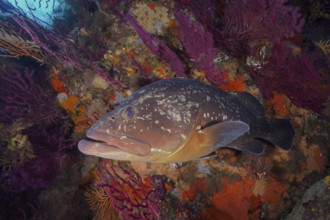 A Dusky Grouper (Epinephelus marginatus) (Mycteroperca marginatus) swims among colourful corals in