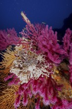 A blaze of colour in the Mediterranean: Violescent sea-whip (Paramuricea clavata) with open polyps,