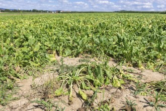 Symbolic image, climate change, global warming, sugar beet suffering from drought, field,