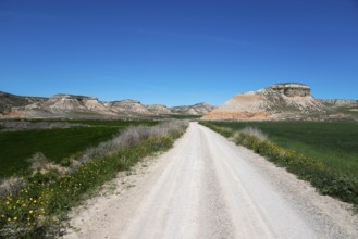 Long dirt track leads through green meadows and mountains under a deep blue sky, Bardenas Reales