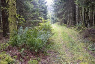 Forest path in a spruce forest with green fern leaves