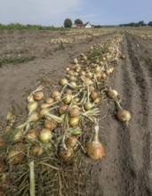 Harvested yellow onions in rows for drying in the field on Ingelstorp, Ystad Municipality, Skåne