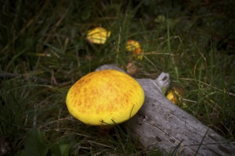 Golden larch mushroom (Suillus grevillei) Golden larch mushroom, Almenweg, Klammeben, Hirzer near