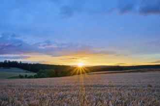 A wheat field (Triticum), in the foreground, surrounded by forest under an evening sky with clouds