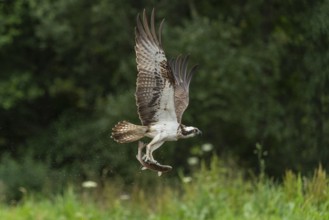 Western osprey (Pandion haliaetus) hunting with a trout, Aviemore, Scotland, Great Britain