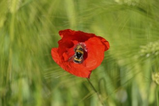 Poppy flowers (Papaver rhoeas) in a green cereal field, flower with a dark bumblebee (Bombus