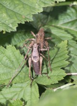 Dark bush-cricket (Pholidoptera griseoaptera) or common bush cricket, male and female mating on