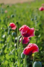 Poppy, (Papaver somniferum), poppy field, Waldviertel grey poppy, poppy village Armschlag,