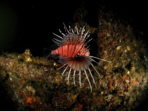 Pacific red lionfish (Pterois volitans), dive site Al Munassir, Qantab, Oman, Asia