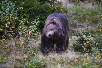 Brown bear (Ursus arctos) shaking its head, captive, Neuschönau enclosure, Bavarian Forest National