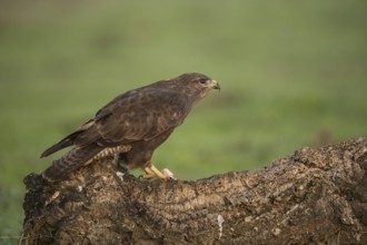 Steppe buzzard (Buteo buteo), Extremadura, Castilla La Mancha, Spain, Europe