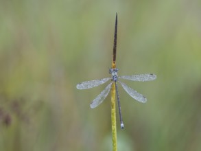 Emerald Damselfly (Lestes sponsa) sits on a rush stalk, the first rays of sunlight dry the wings,