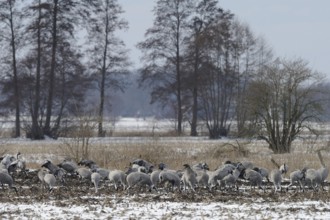 Cranes (grus grus) resting on their southbound migration while foraging in a harvested maize field