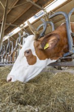 A cow eats hay from a metal trough in the barn, close-up of the head and the horns, Haselstaller