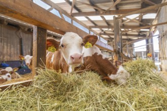 Calf eating hay in a bright and rustic barn with wooden parts, Haselstaller Hof, Gechingen, Black