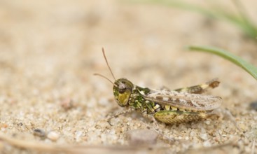 Mottled grasshopper (Myrmeleotettix maculatus) sits well camouflaged on sand, grasshopper with