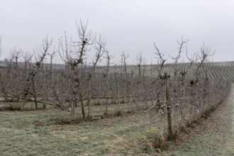 Orchard in winter, apples, Baden-Württemberg, Germany, Europe