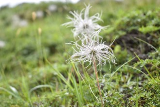 Common pasque flower (Pulsatilla vulgaris), withered fruit, Sölktal, Niedere Tauern, Styria,