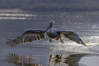 Dalmatian pelican (Pelecanus crispus), flying against the light, during take-off, magnificent