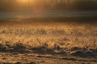 Morning in winter on the Elbe in Dresden, January, Saxony, Germany, Europe