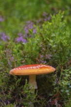 Close-up of a fly agaric (Amanita muscaria), portrait, nature, close-up, nature, botany, close-up,