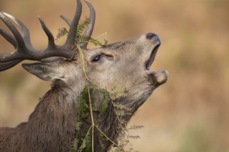 Red deer (Cervus elaphus) adult male stag roaring during the rutting season in autumn, England,