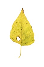 Autumn coloured leaf of a birch (Betula), tree, free-standing, Vechta, Lower Saxony, Germany,