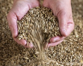 Grain in one hand, Agriculture, Harvest thanksgiving, Vechta, Lower Saxony, Germany, Europe