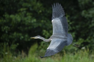 Grey heron (Ardea cinerea) in flight, Aviemore, Scotland, Great Britain