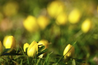 Winter aconites (Eranthis hyemalis), Germany, Europe