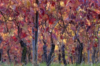 Vines, vines with autumn leaves, Moselle, Rhineland-Palatinate, Germany, Europe