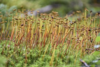 Spore capsules of the golden lady's moss (Polytrichum commune), seen in the Pechschnait near